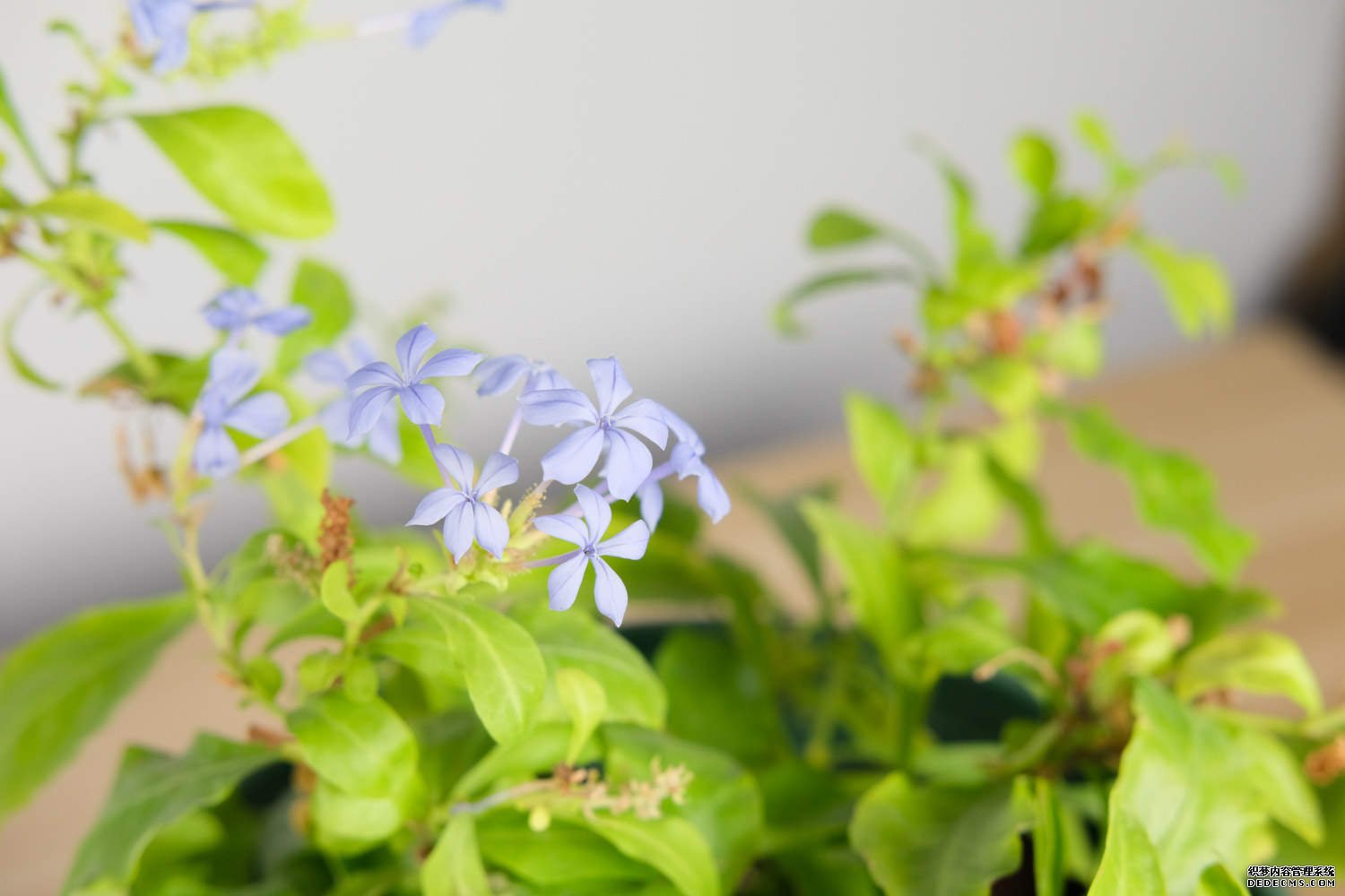 蓝雪花——蓝花丹