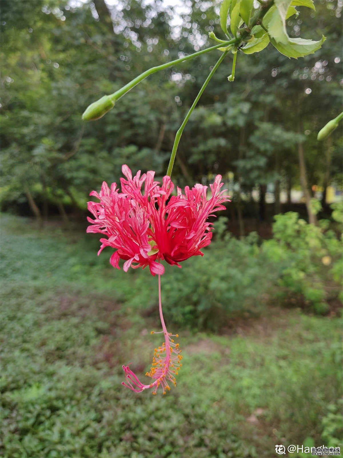 吊灯扶桑，你来看此花时