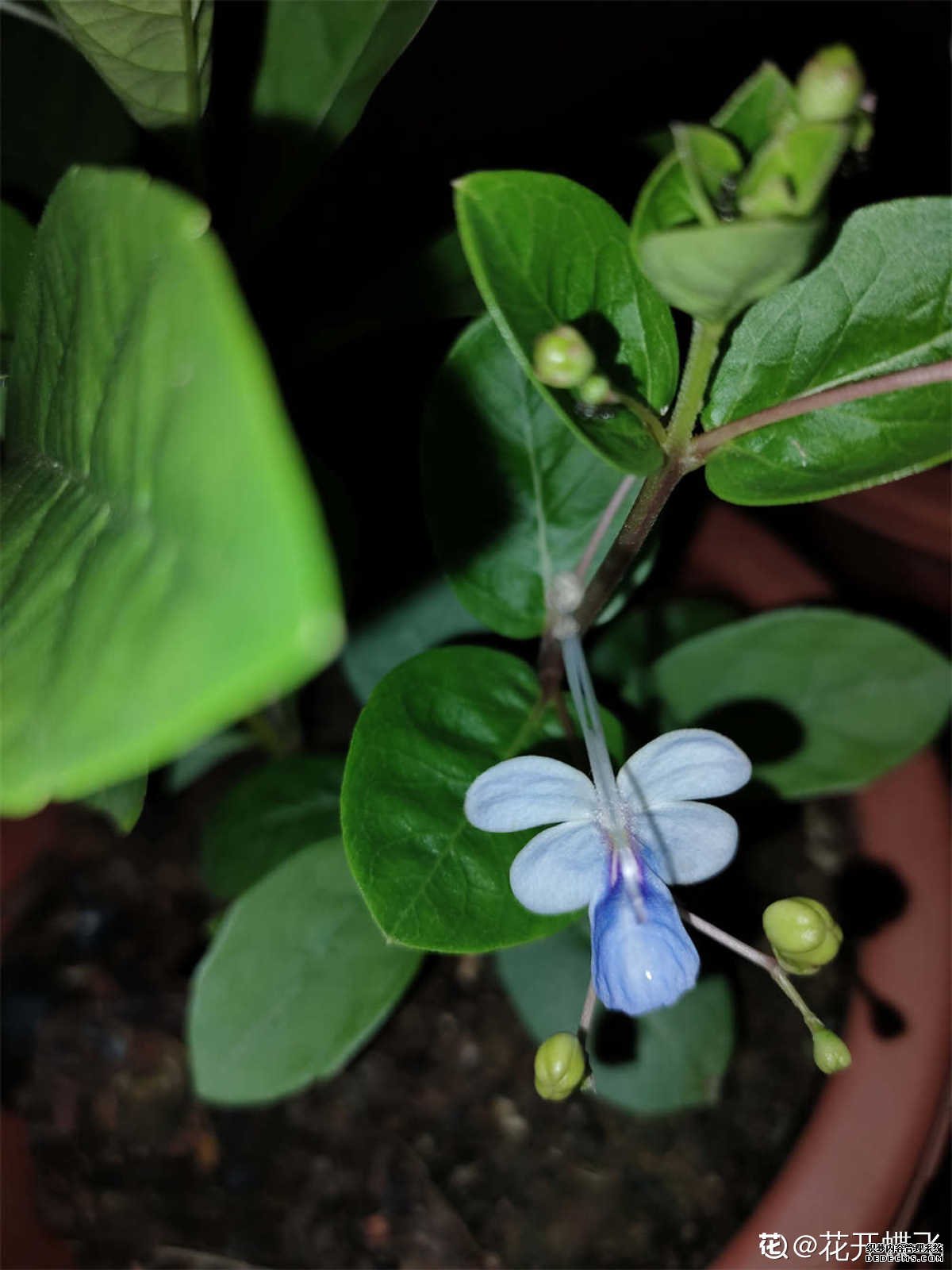 蝴蝶花图片