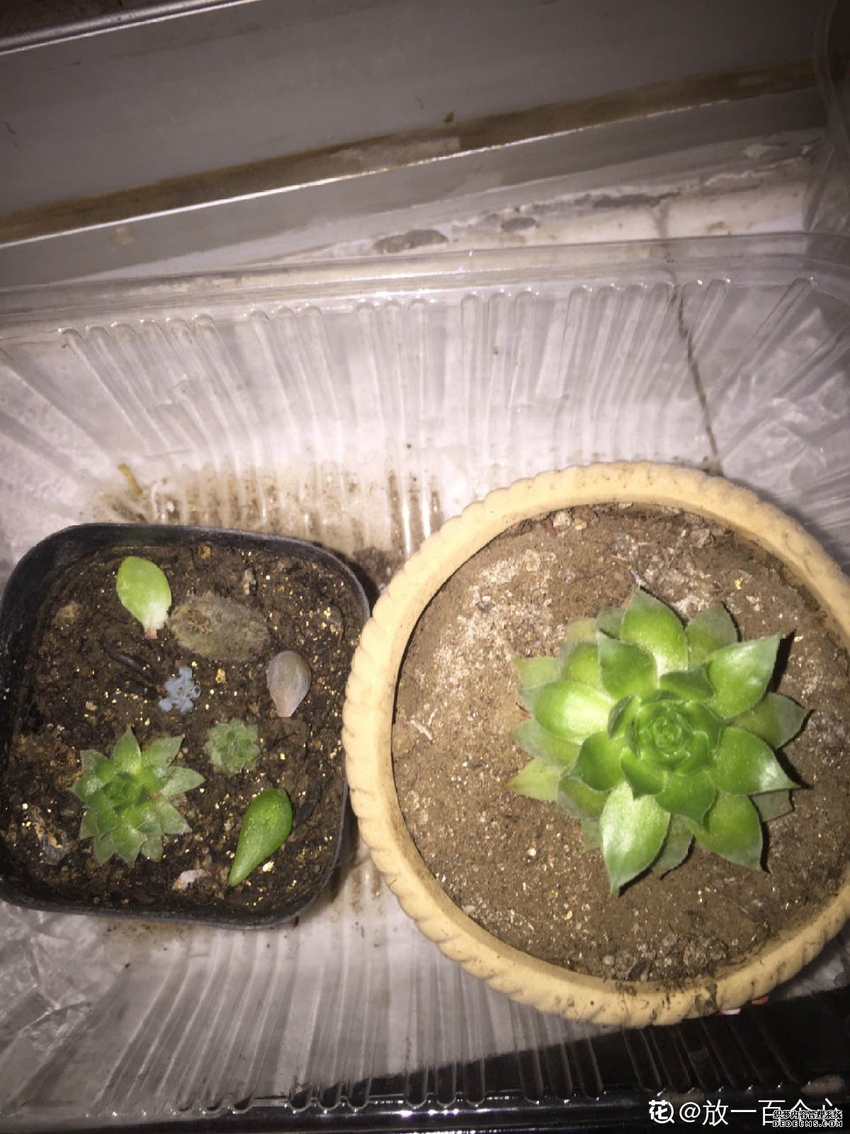 有故事的佛座莲