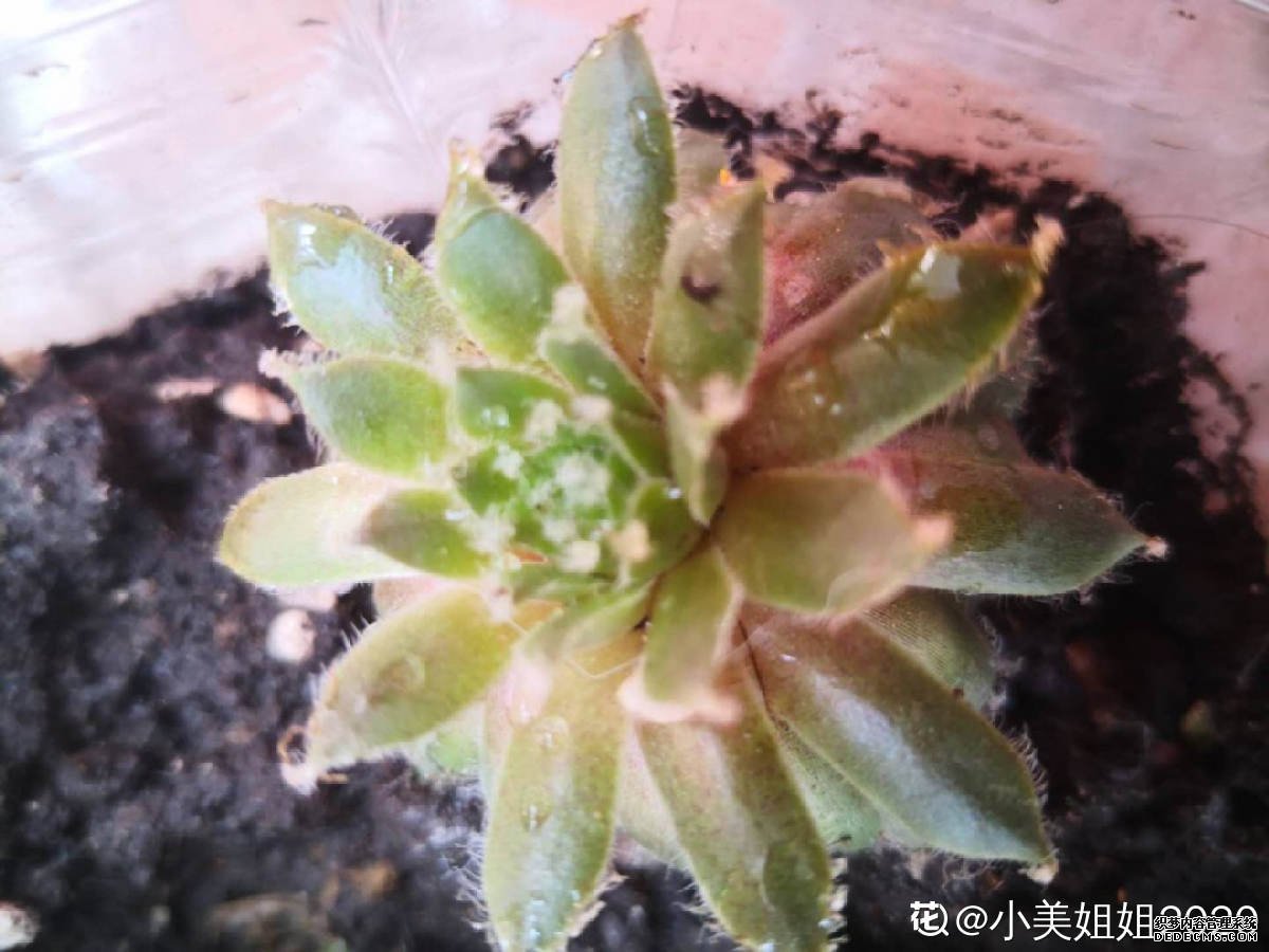 佛座莲！心疼三秒钟！