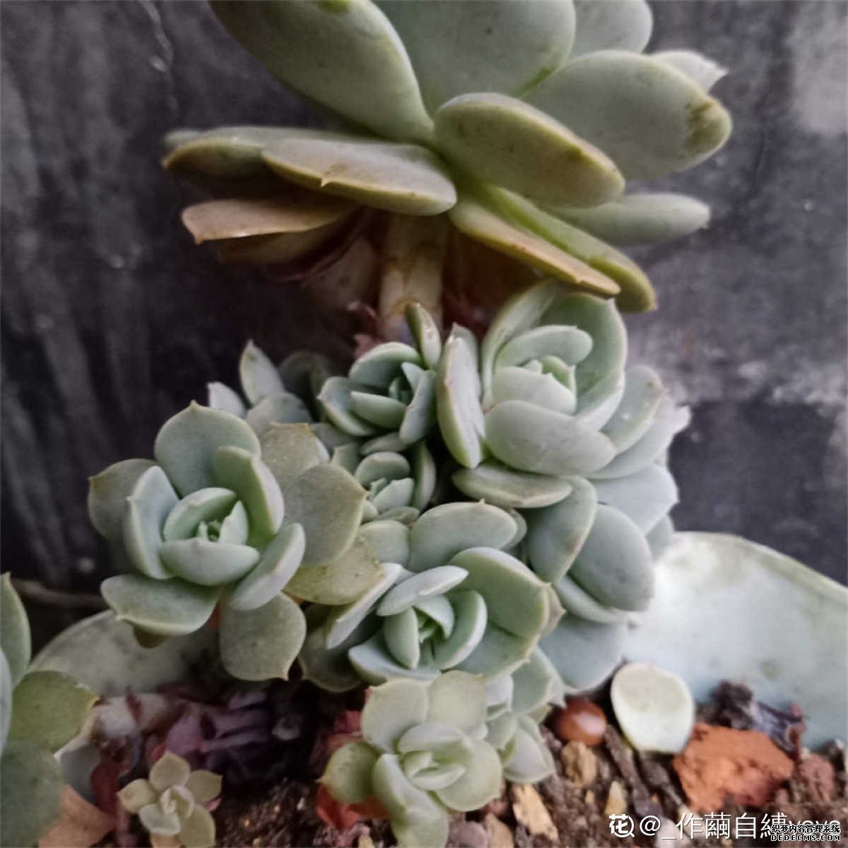 两生花鲁氏石莲