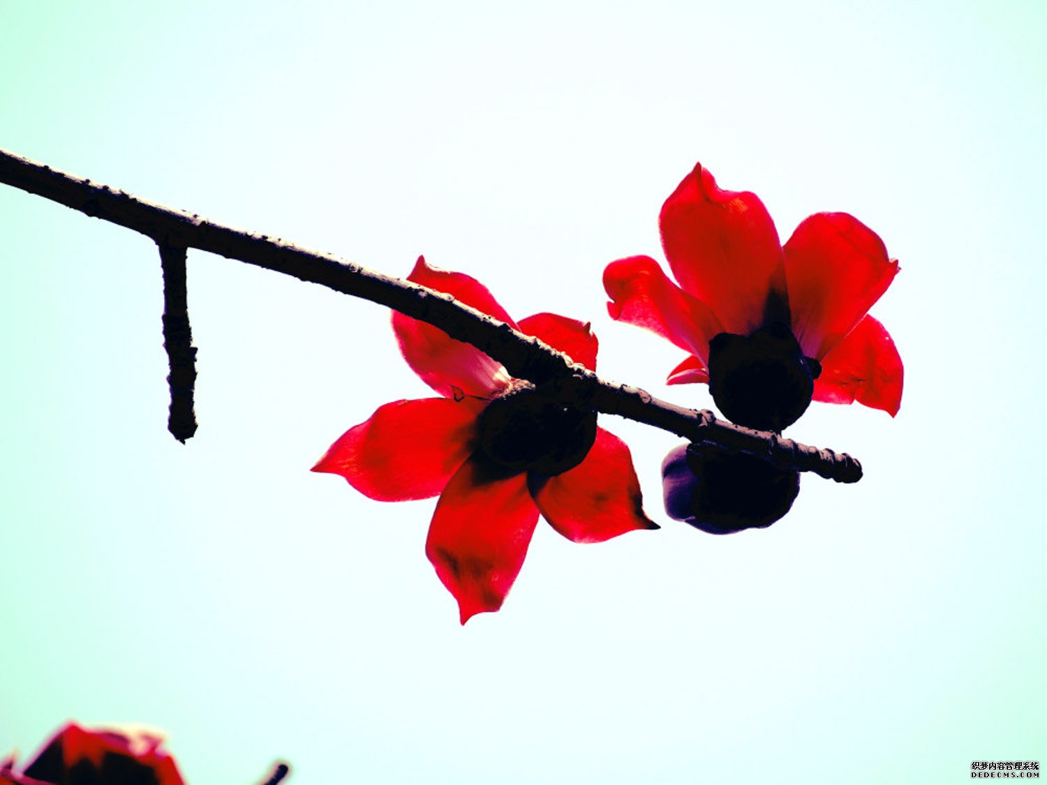 蜜蜂与木棉