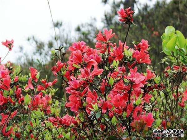 满山开遍杜鹃花