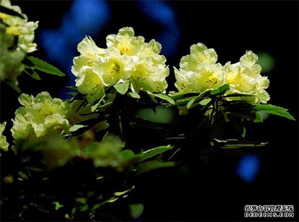橙黄色杜鹃花