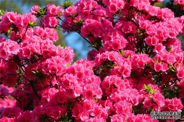 层层叠叠的杜鹃花