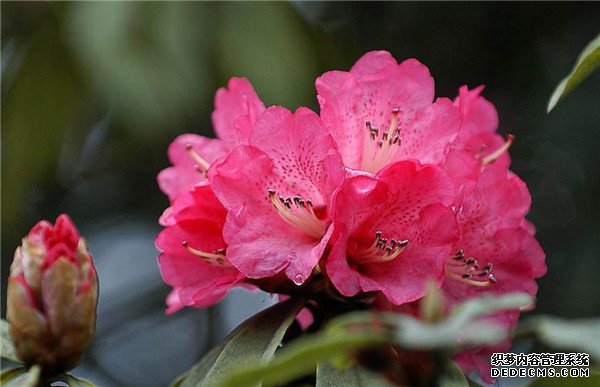 杜鹃花