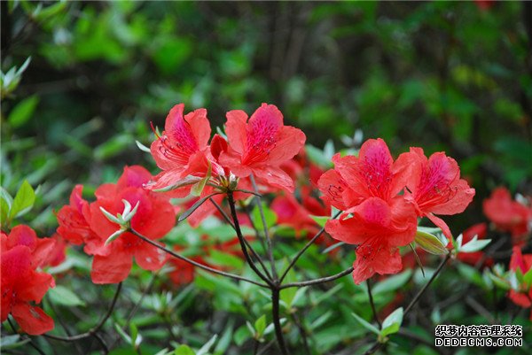 杜鹃花开正当时