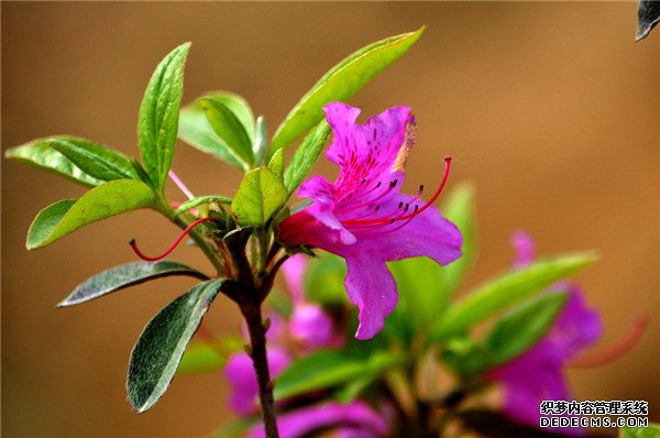 紫色杜鹃花