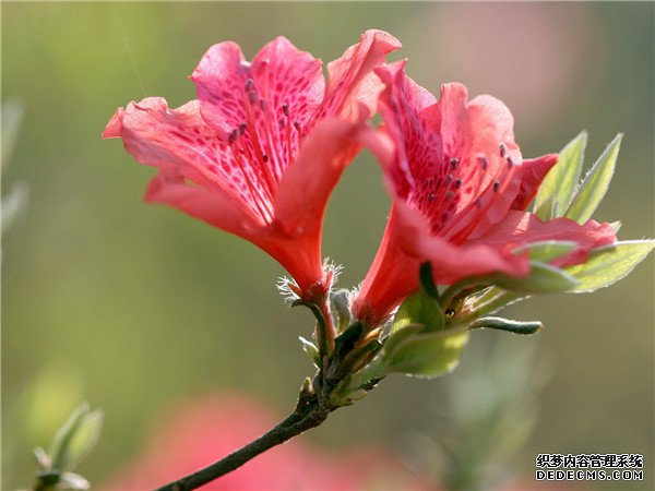 雨后杜鹃花