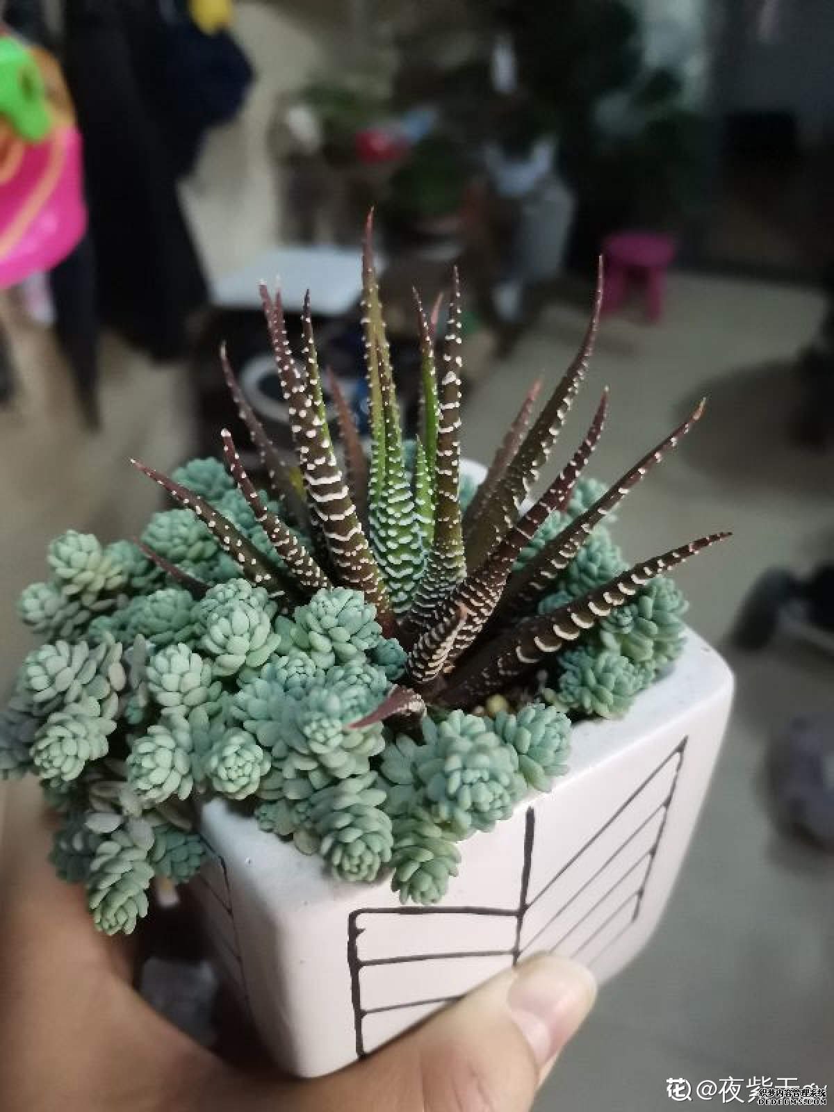 开花的星美人