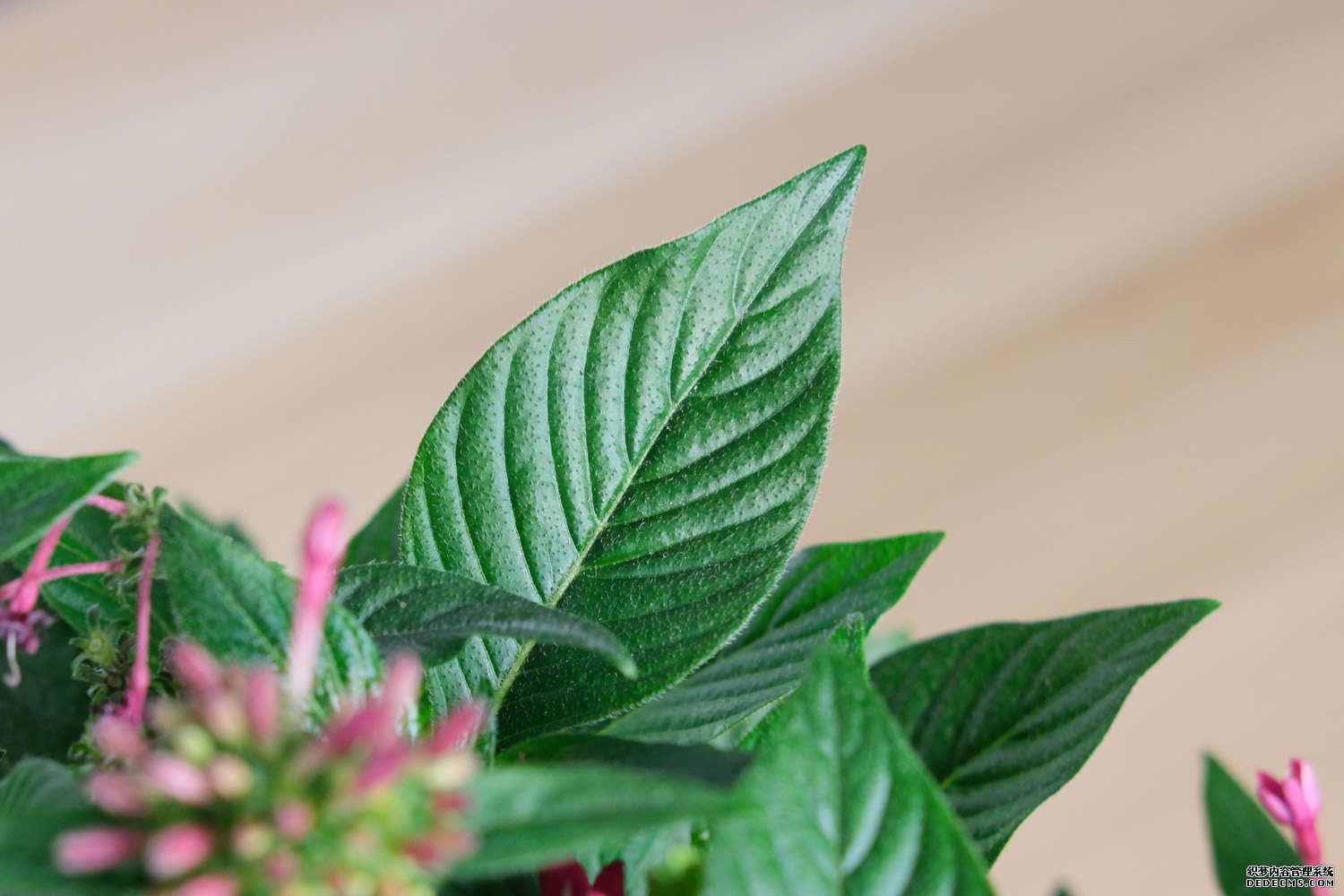 邀你来看此时花 ——繁星花