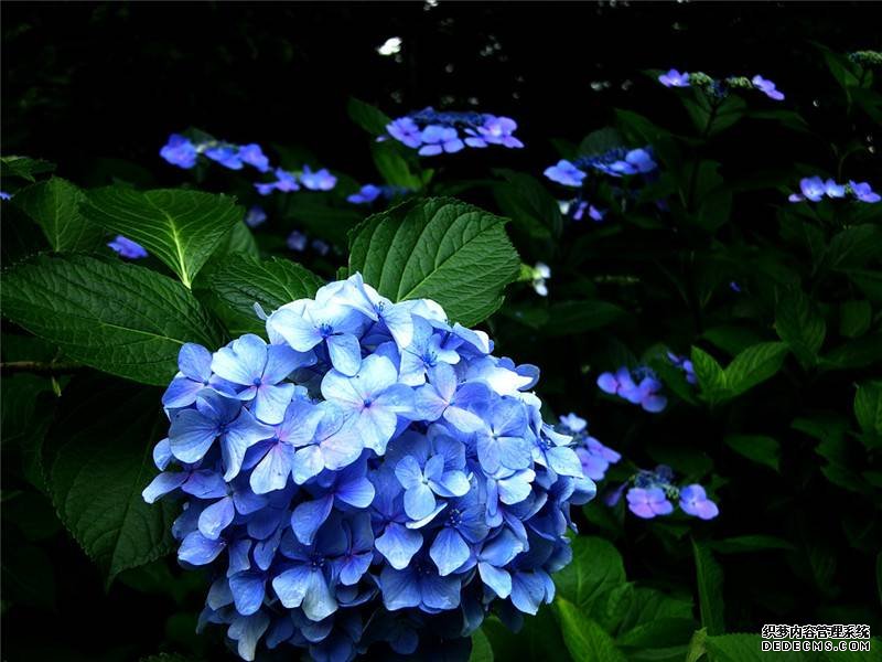 八仙花没有香味