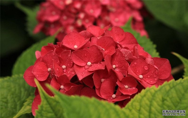 火红的八仙花