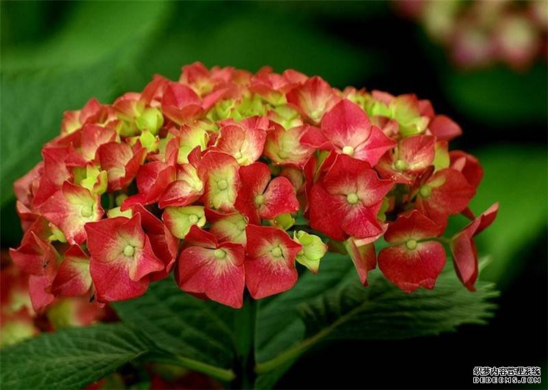 八仙花开，无尽夏来