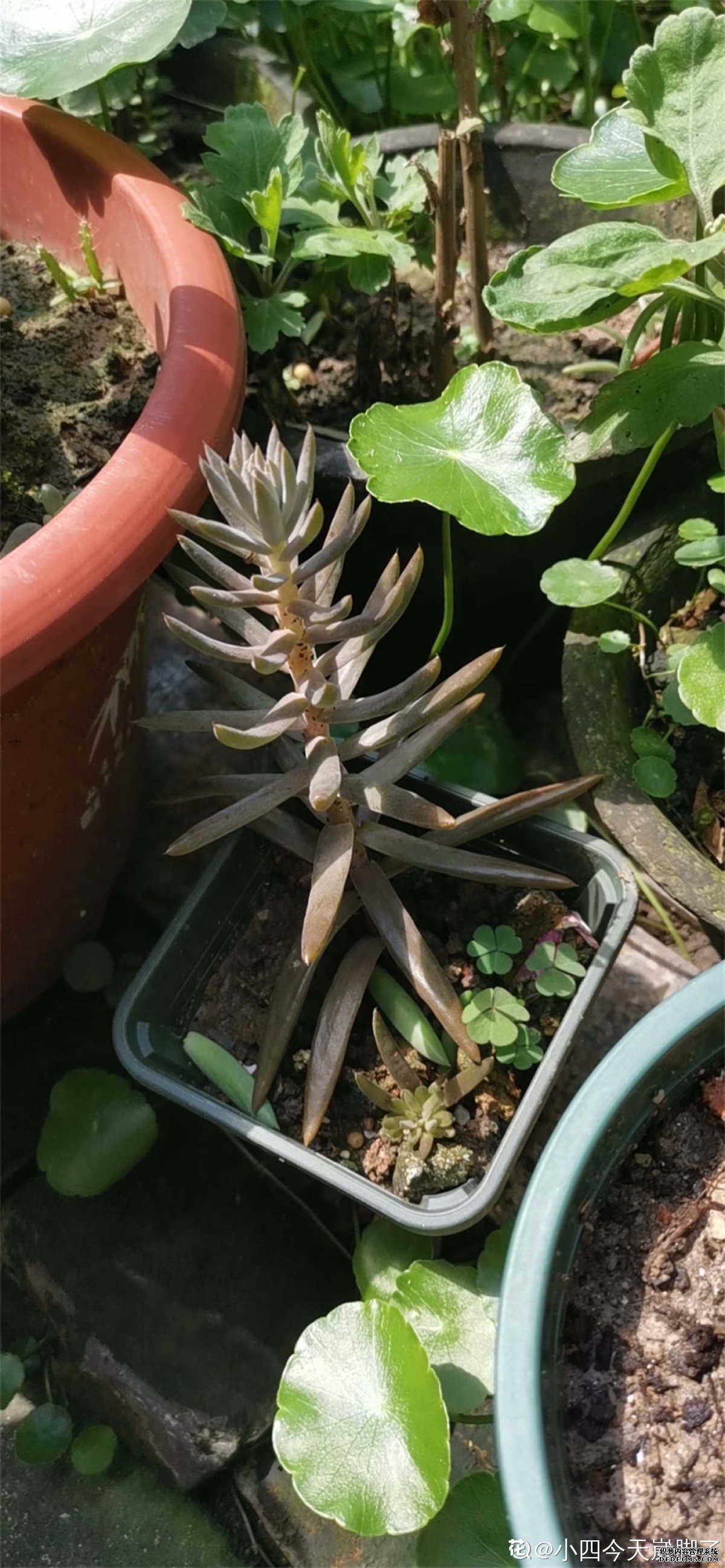 要开花的瓦松