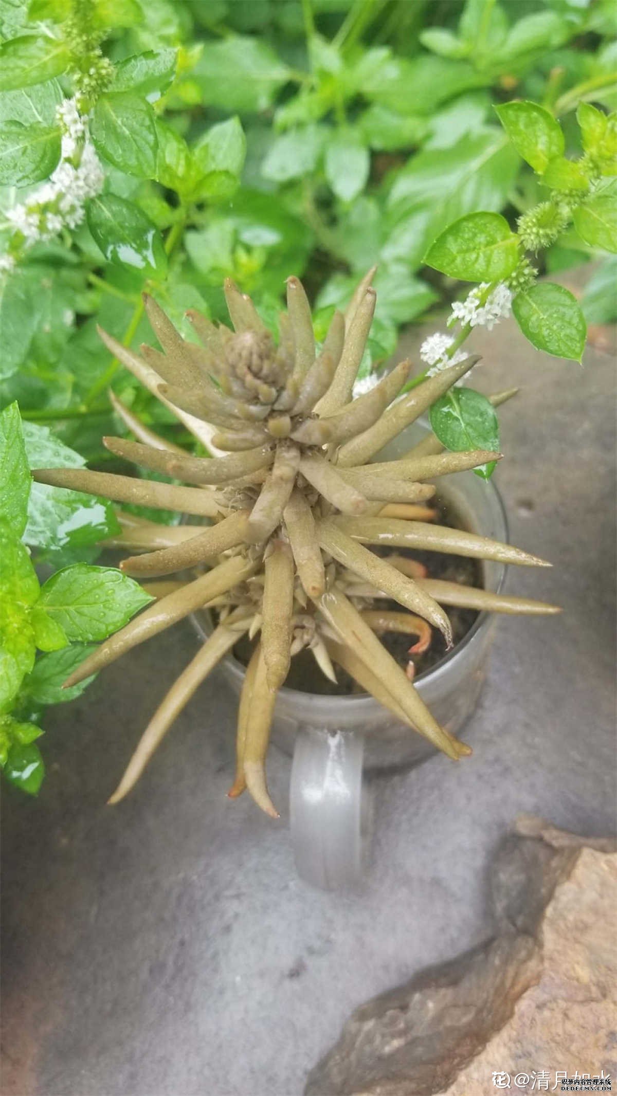 一株带着孩子的瓦松