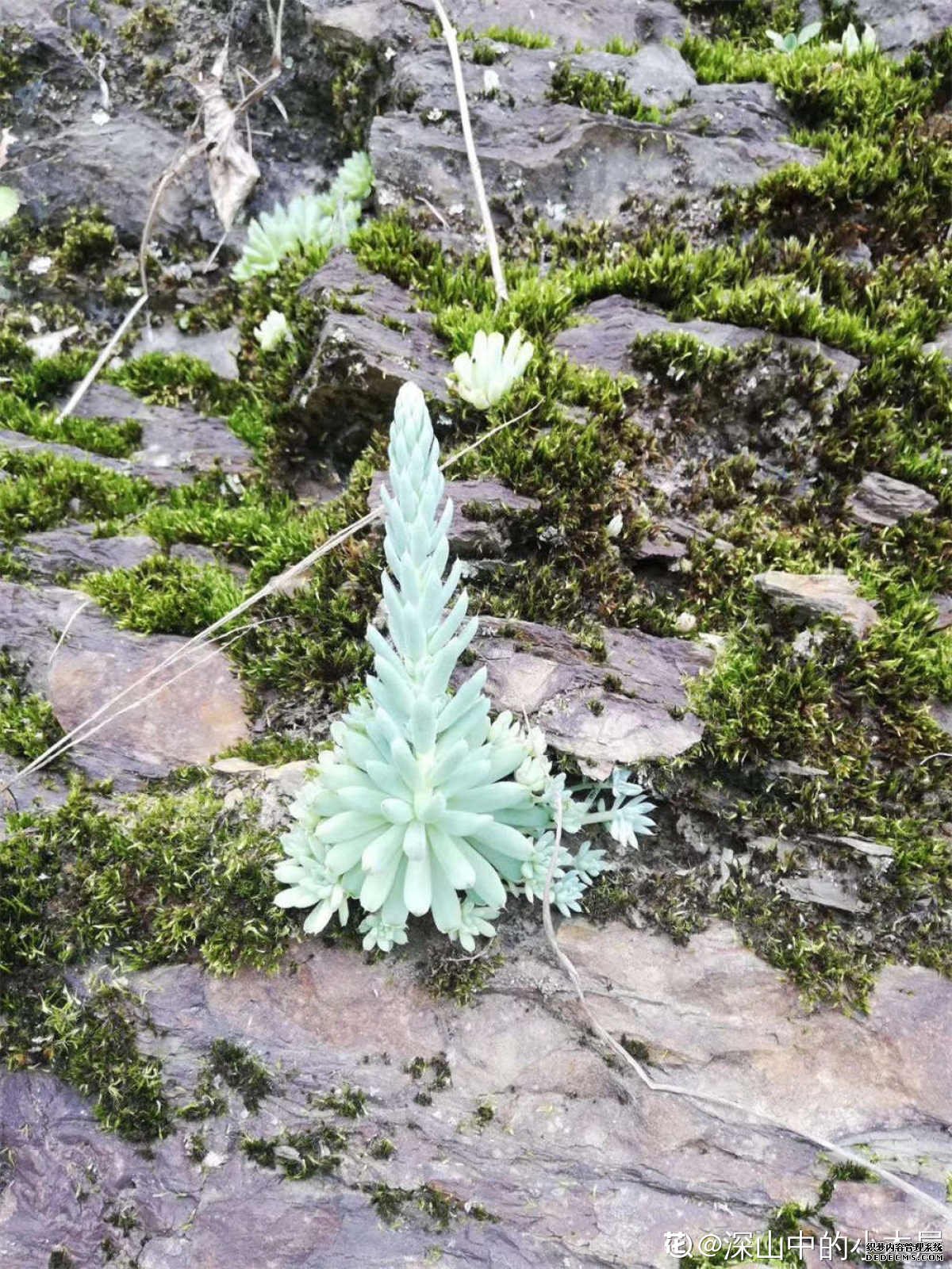 像许多手指的瓦松