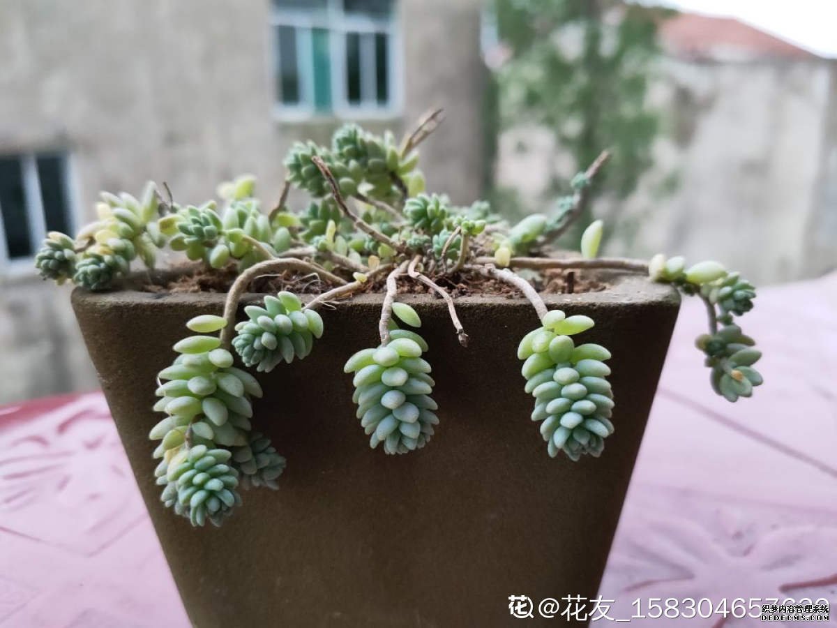 红色的小玉