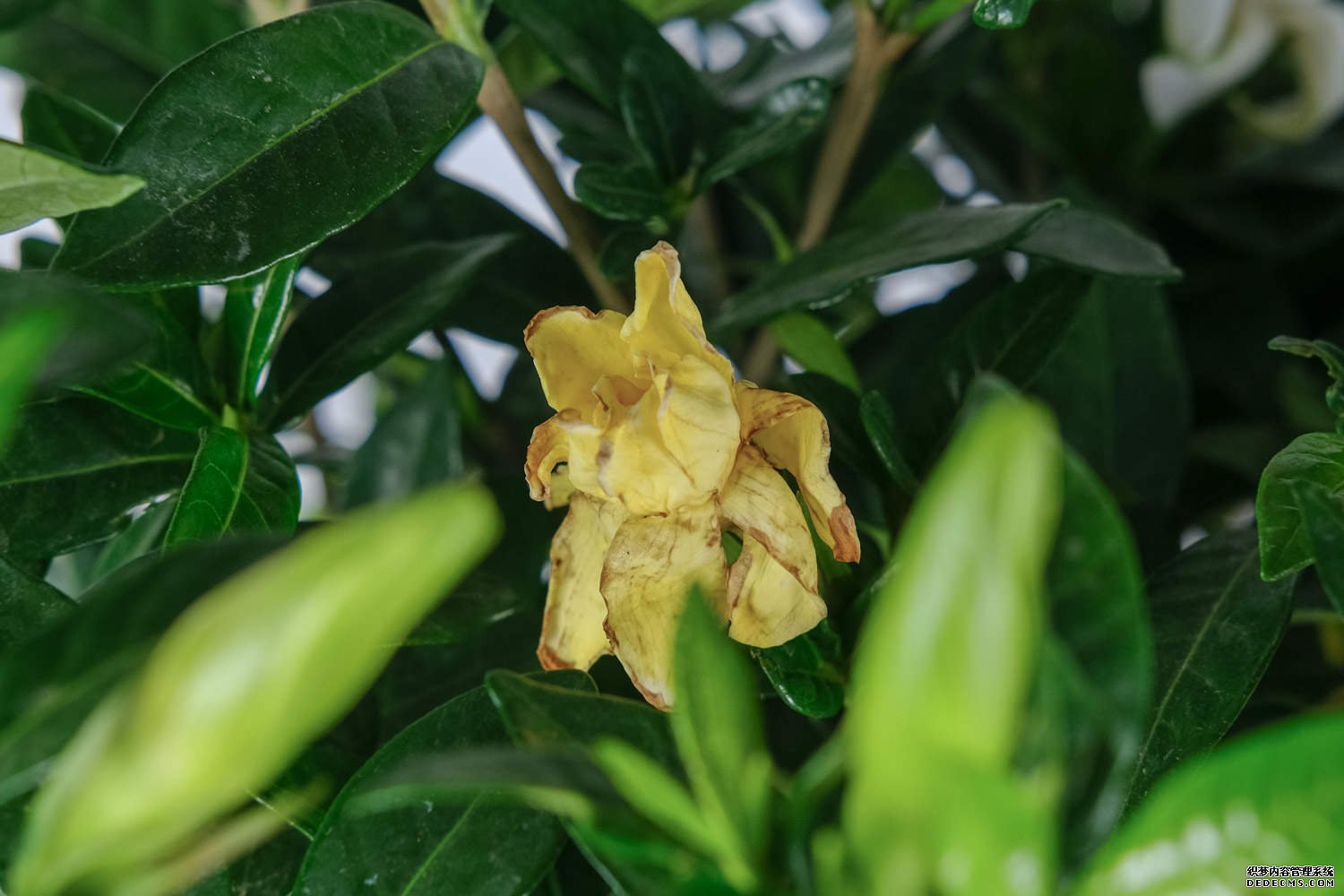 栀子花开