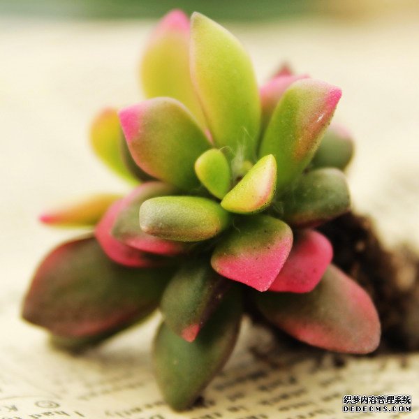 美丽的春梦殿锦