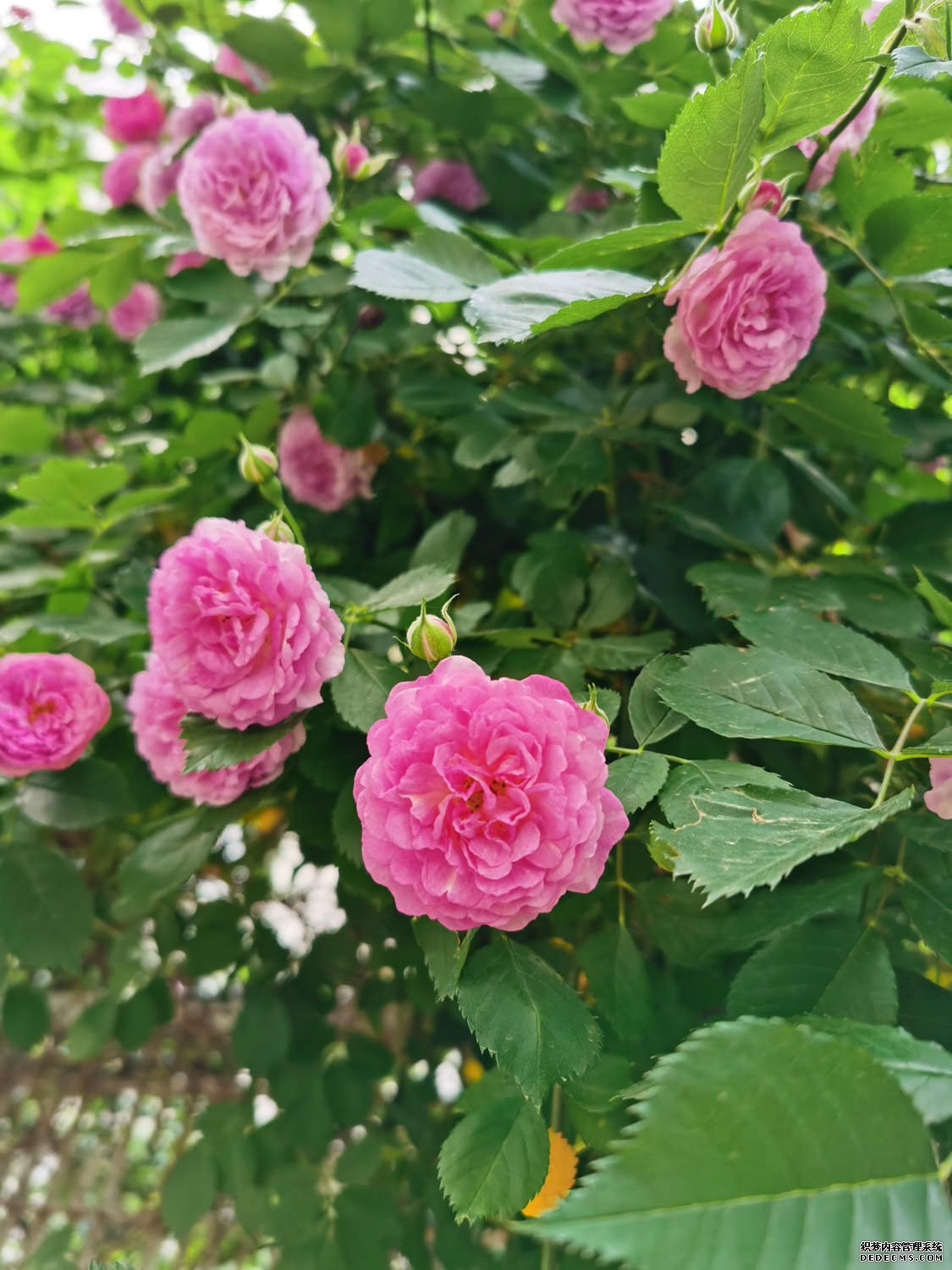 有情芍药含春泪，无力蔷薇卧晓枝——蔷薇花