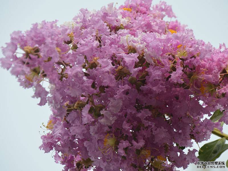 紫薇花花球