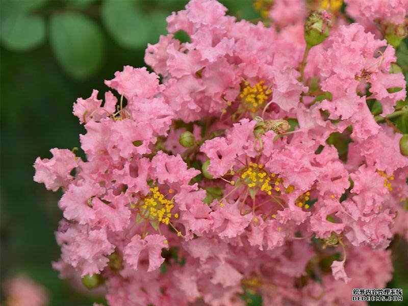 粉色紫薇花