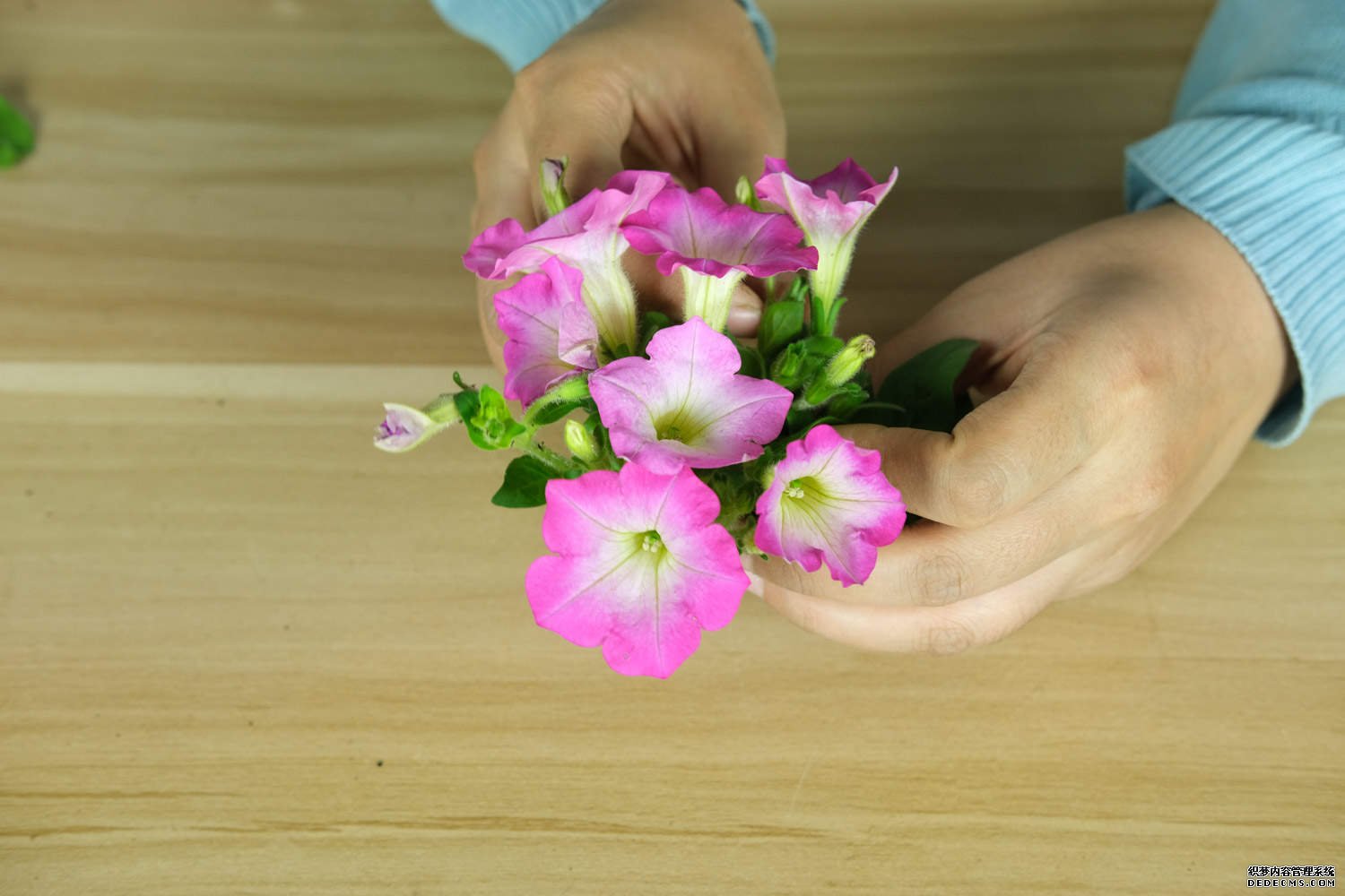 花丛里的矮牵牛