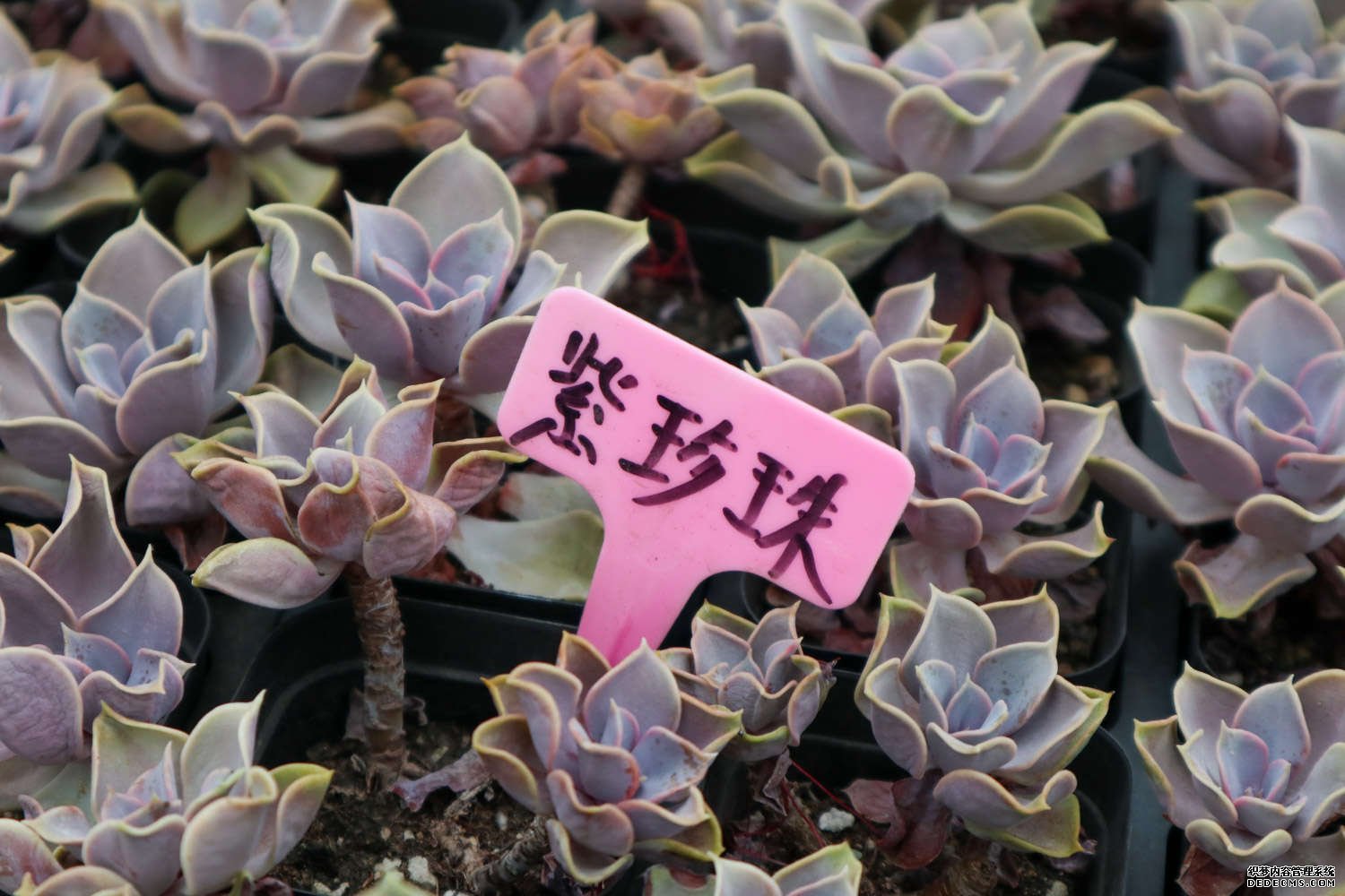 紫珍珠的图片