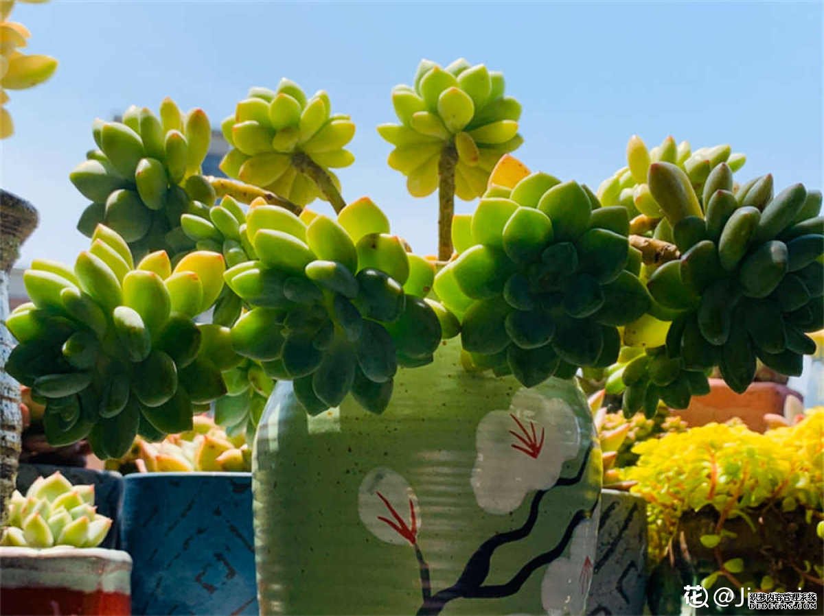 漂浮的凝脂莲
