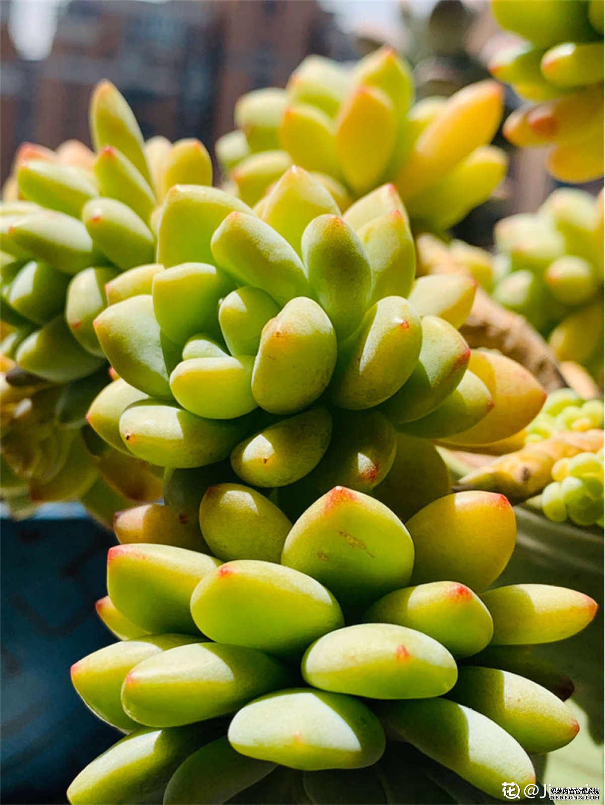 爆盆的凝脂莲