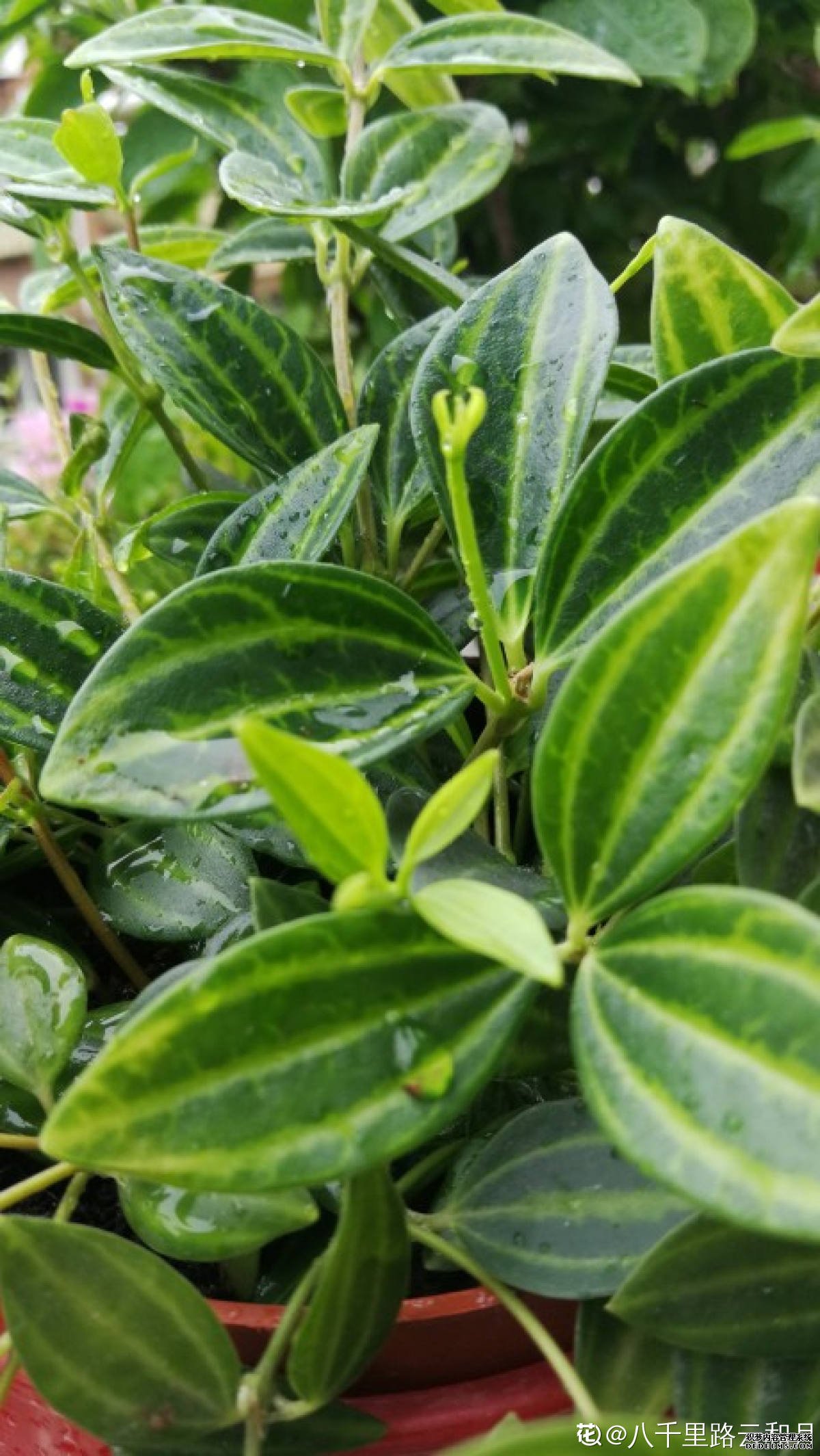 盆栽斧叶椒草