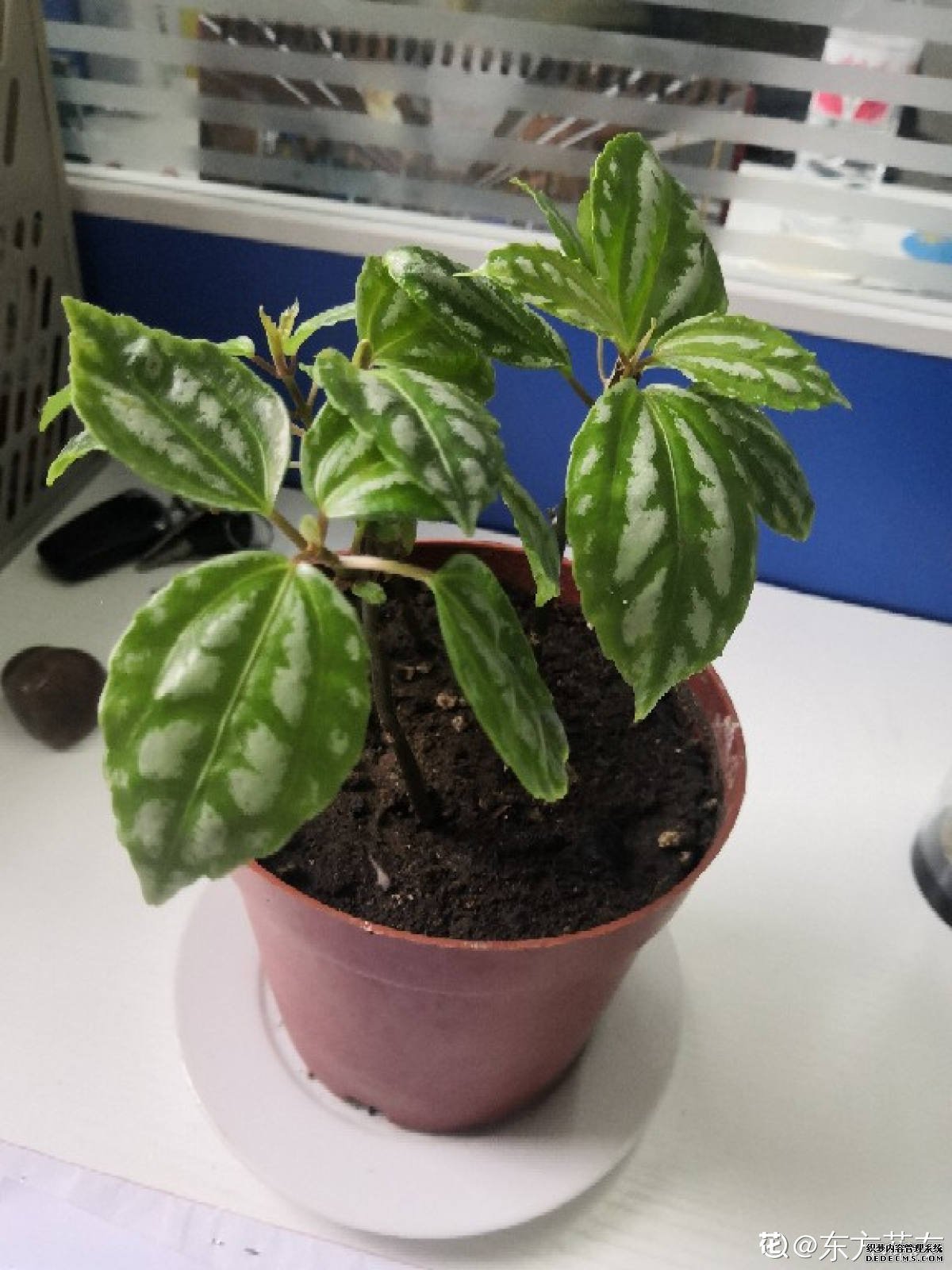 斧叶椒草