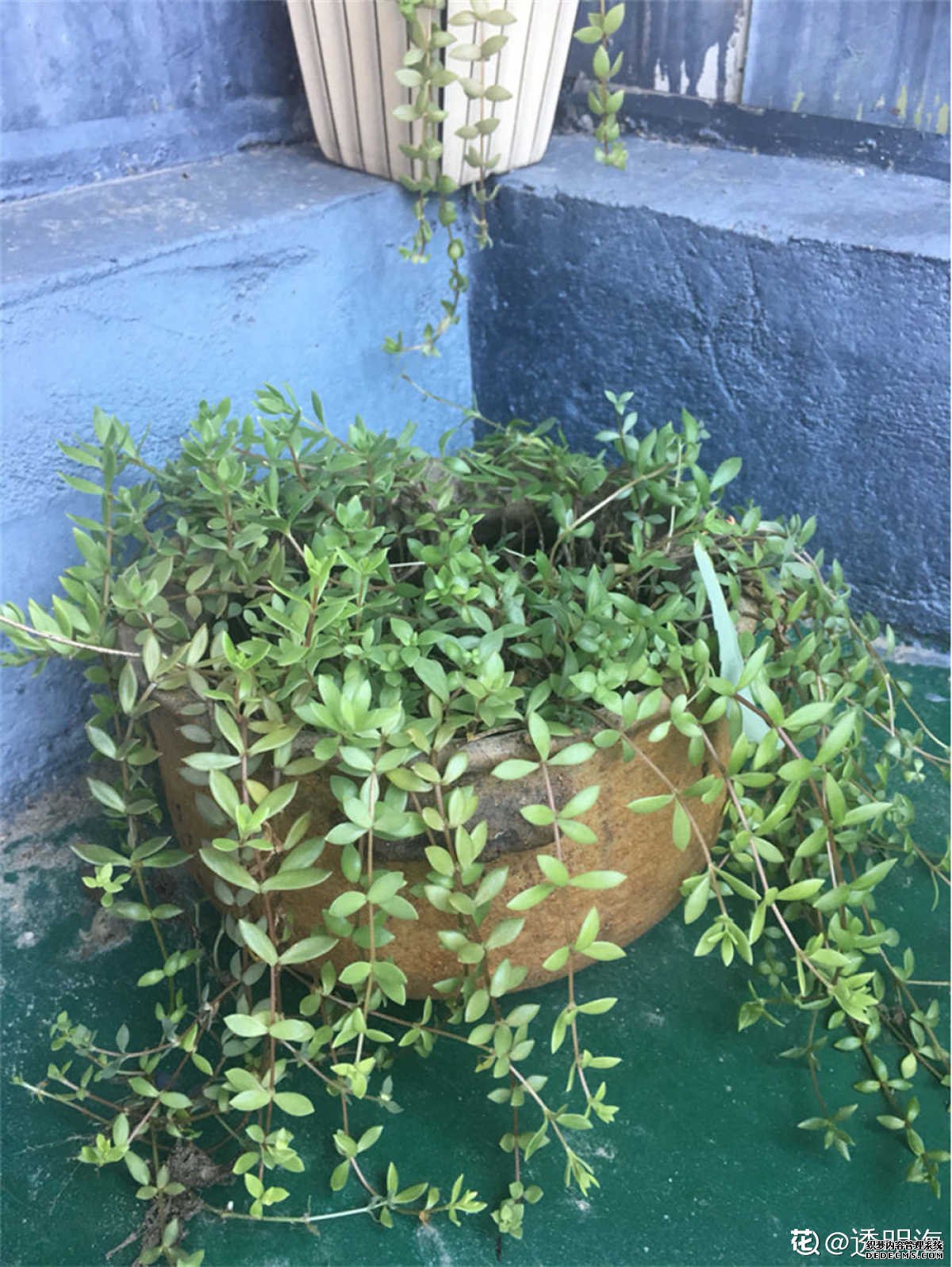 黏在墙上的垂盆草
