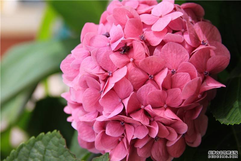 一簇八仙花