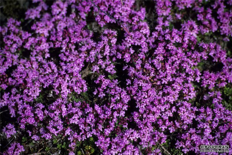 百里香开花