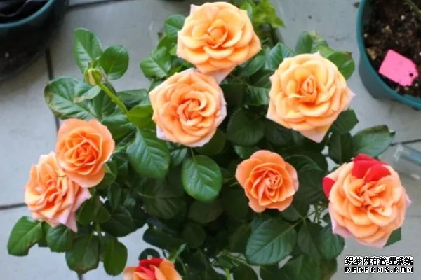 从开花到死掉，15天不到，谁能告诉我为什么？
