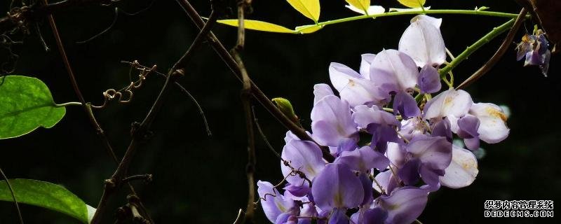 紫藤花的养殖方法，生长习性是什么
