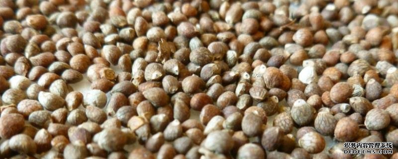 怎么种干的紫苏籽，附紫苏简介