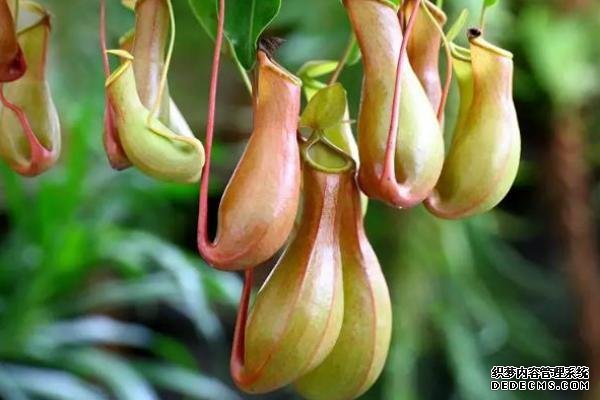 食虫草怎么养