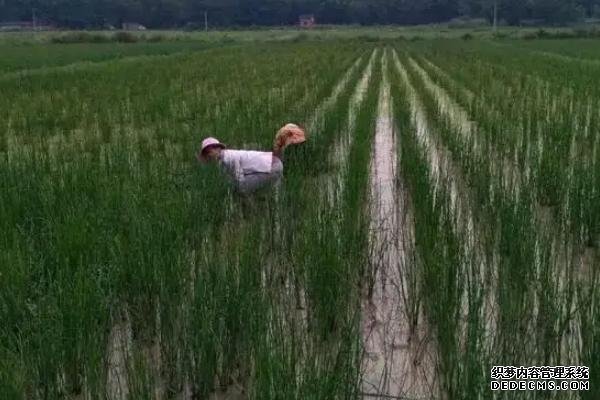 马蹄的种植方法