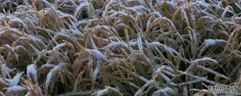还没收完水稻就下雪怎么办