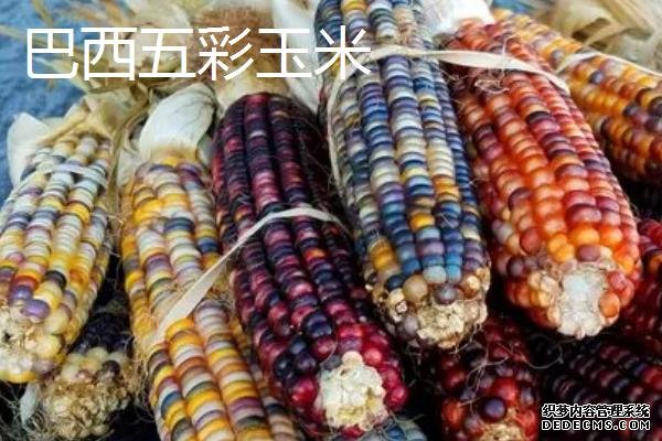 彩色玉米如何获得