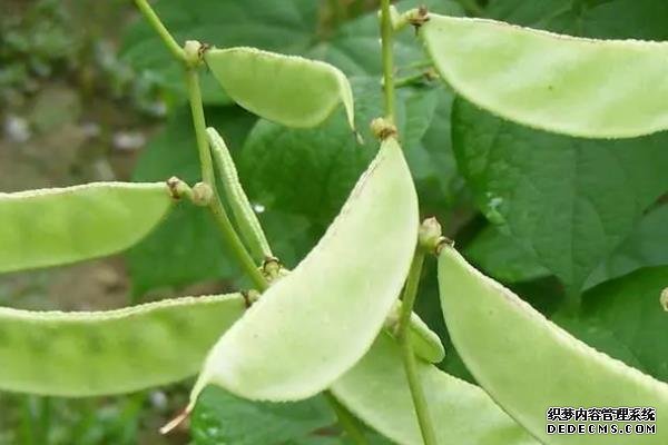 眉豆种植要点，附种植管理