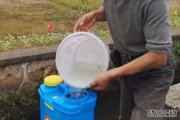 如何种植东魁杨梅