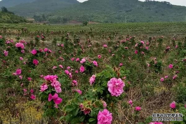 玫瑰花籽种植要点，附玫瑰花繁殖方式